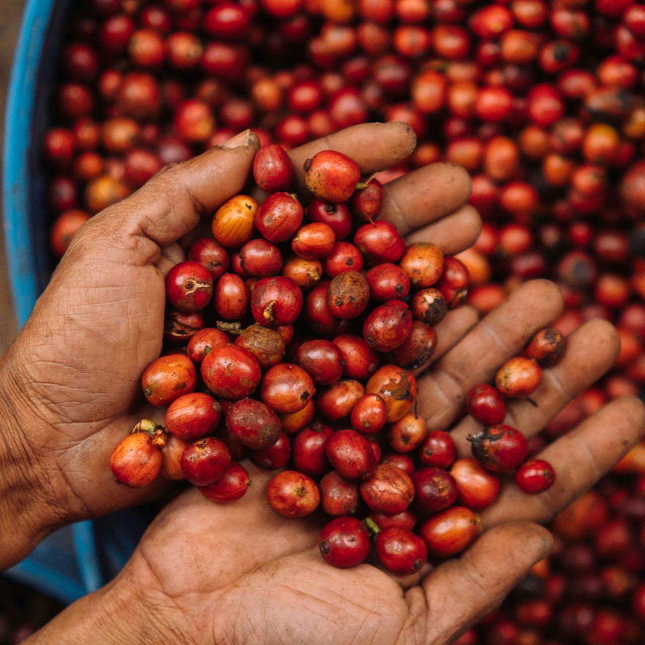 Kaffekirschen in der Hand ©Unsplash Plus Kaffebohnen in der Hand
